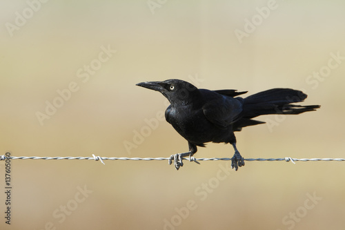 Great-tailed grackle (Quiscalus mexicanus) male on wire, Bolivar peninsula, Texas, USA photo