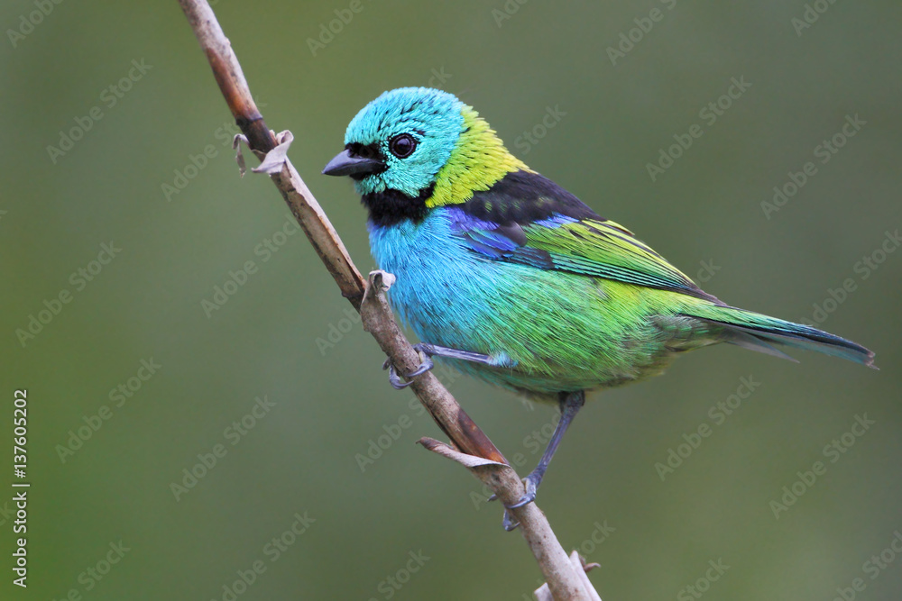 Green-headed tanager (Tangara seledon) on branch in garden, Itanhaem, Brazil