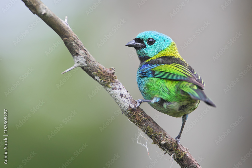 Green-headed tanager (Tangara seledon) on branch in garden, Itanhaem, Brazil