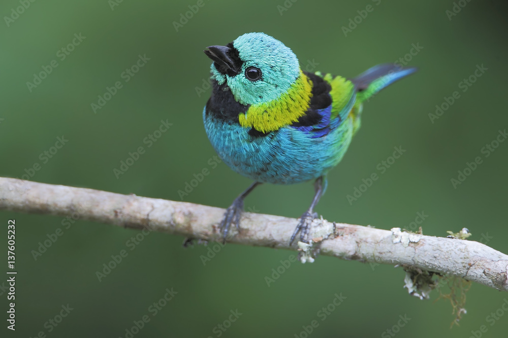 Green-headed tanager (Tangara seledon) on branch in garden, Itanhaem, Brazil Green-headed tanager (Tangara seledon) on branch in garden, Itanhaem, Brazil