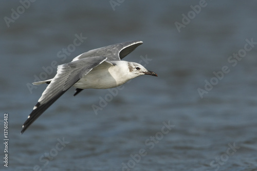 Laughing gull (Leucophaeus atricilla) flying, Bolivar peninsula, Texas, USA