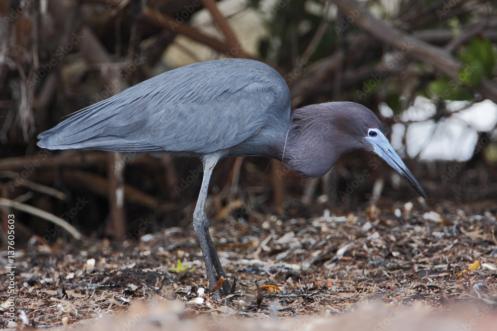 Fototapeta premium Little blue heron (Egretta caerulea) searching for food, Curry Hammock State Park, Florida, USA