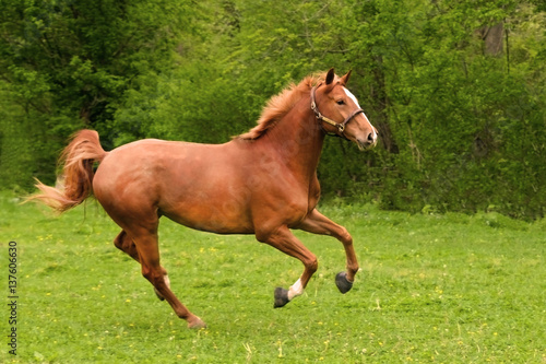 Chestnut Horse Running