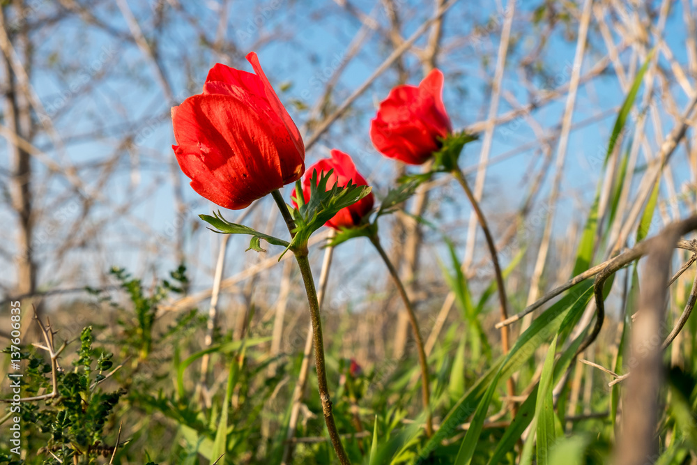 blossoming of red anemone flowers on blue sky background blossoming of red anemone flowers on blue sky background