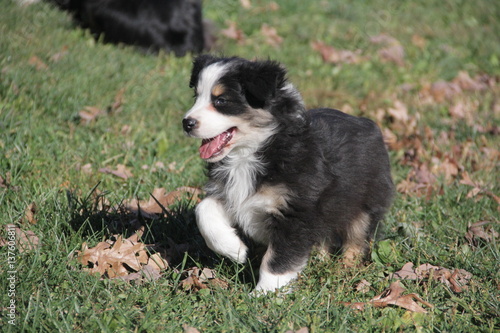 Aussie Puppy