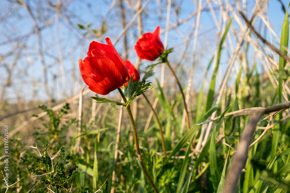 Obraz premium blossoming of red anemone flowers on blue sky background