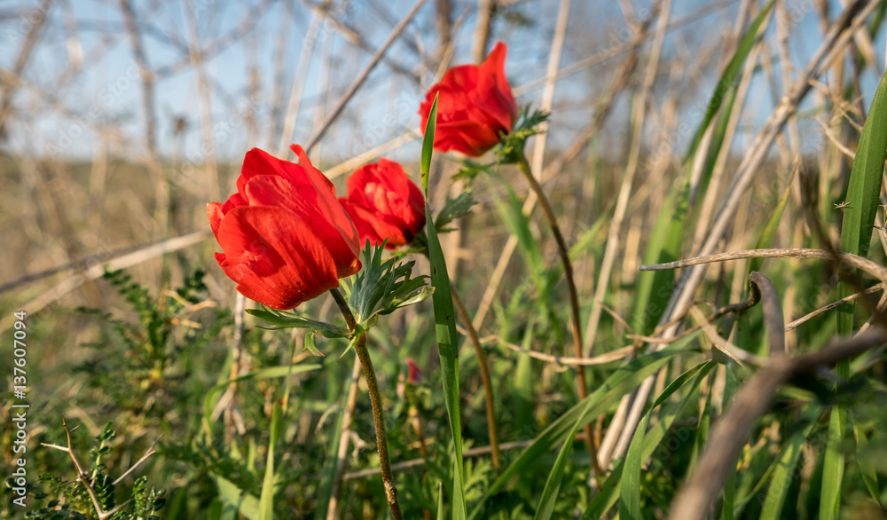 blossoming of red anemone flowers on blue sky background blossoming of red anemone flowers on blue sky background