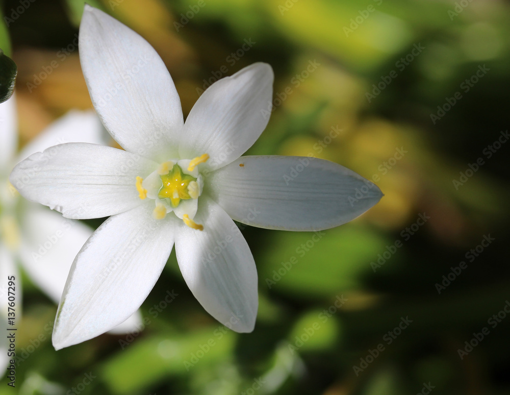 White flower White flower