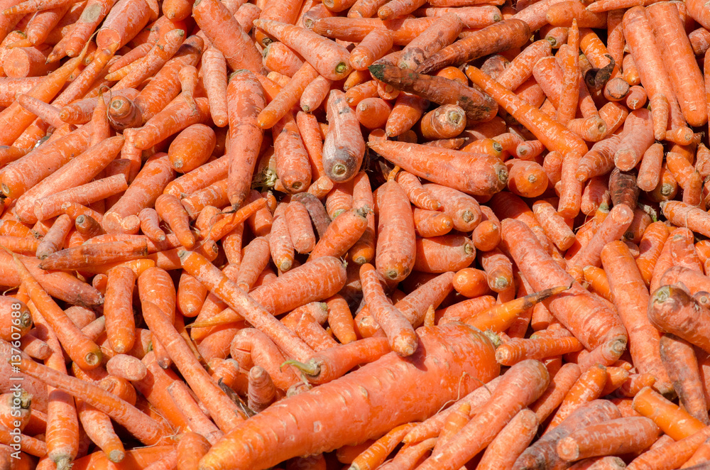 lot of carrots for horses feeding lot of carrots for horses feeding