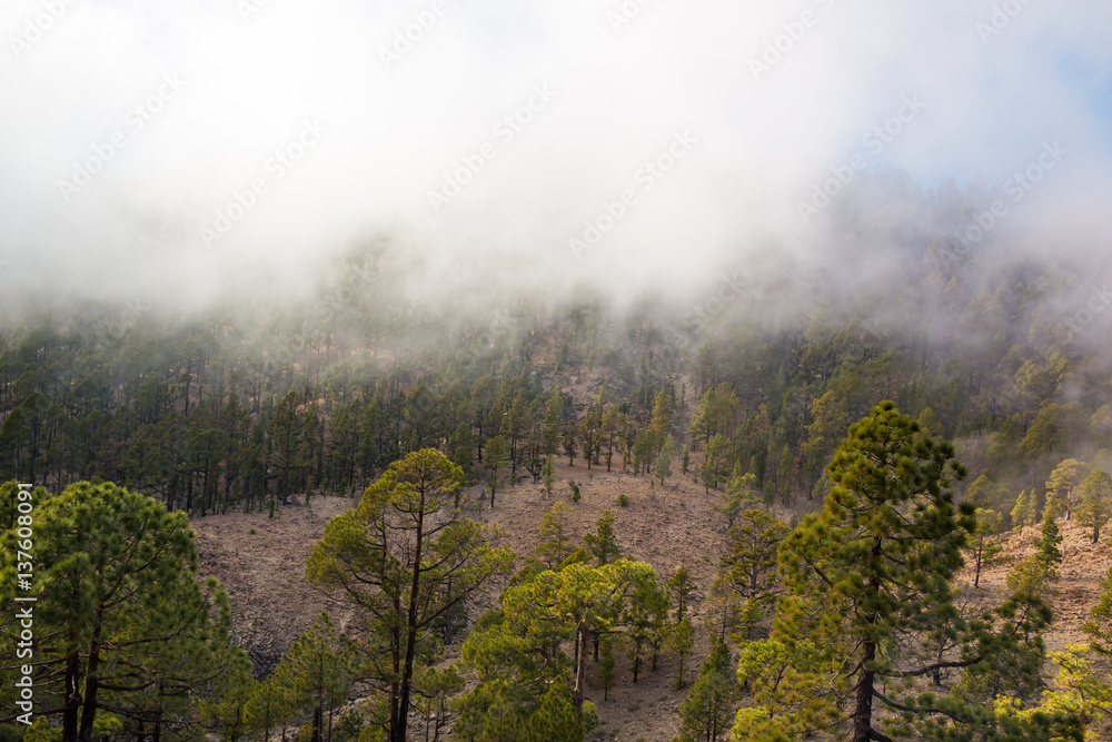 Forest in clouds on Teide mountains in Tenerife, Canary Islands Forest in clouds on Teide mountains in Tenerife, Canary Islands