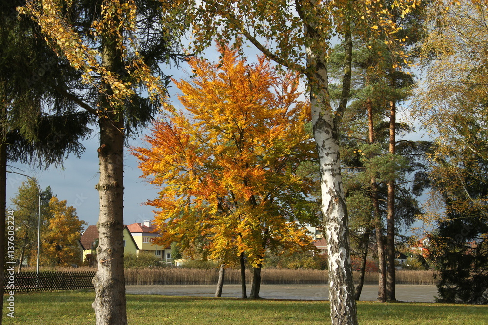 Fototapeta premium Baum