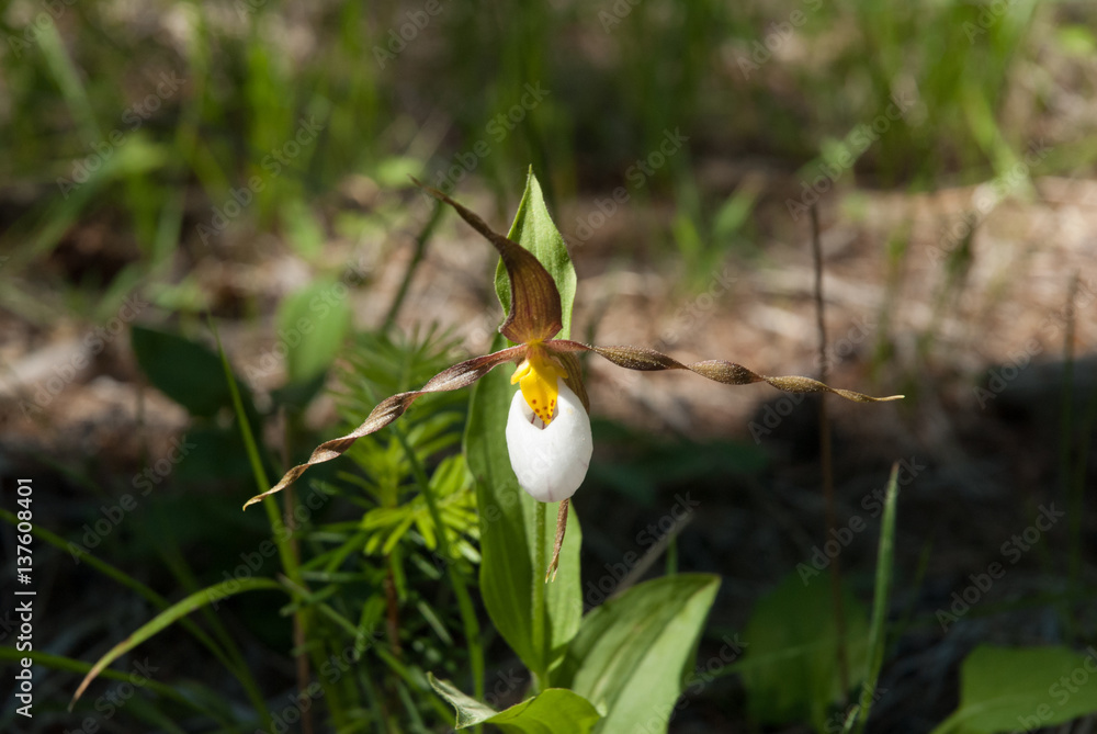 How to grow lady slipper orchids | Triangle Gardener Magazine