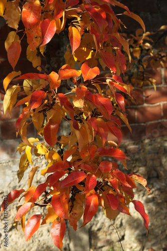 Weinlaub photo