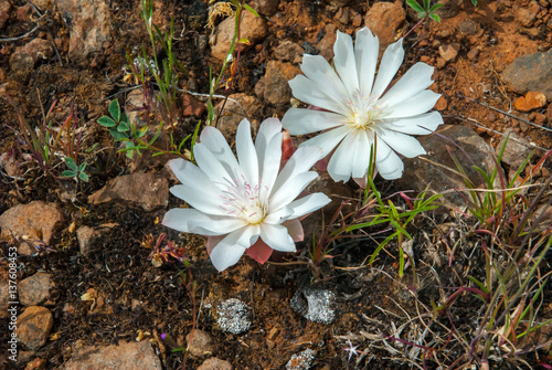 Two delicate Bitterroot flowers blooming in Oregon's Big Summit Prairie photo
