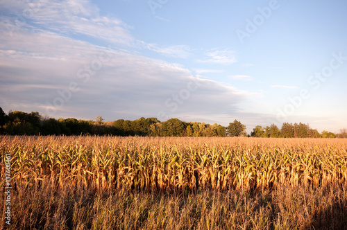 Corn field and setting sun