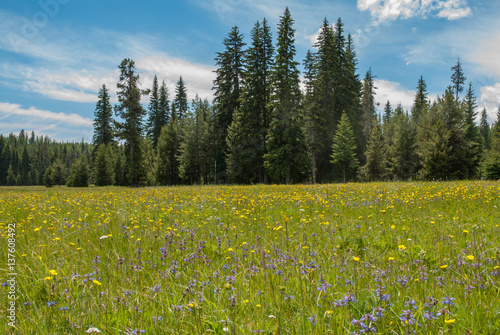 Meadow of wildflowers in the Umatilla National Forest
