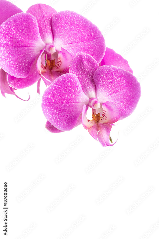 orchid pink flower with water drops orchid pink flower with water drops