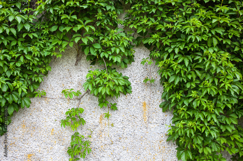 Old concrete wall covered with the green ivy