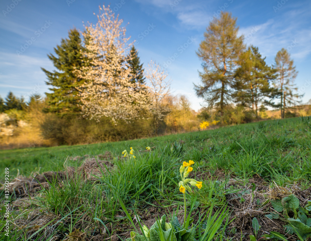 Obraz premium Primel ist am blühen im Wald zum Frühling