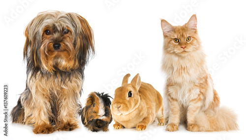 Fototapeta Naklejka Na Ścianę i Meble -  Haustiere - Pets