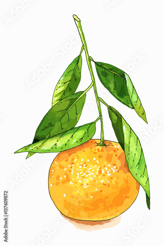 Tangerine fruit illustration