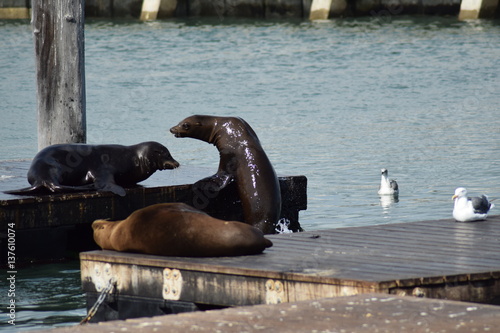 Seelöwe