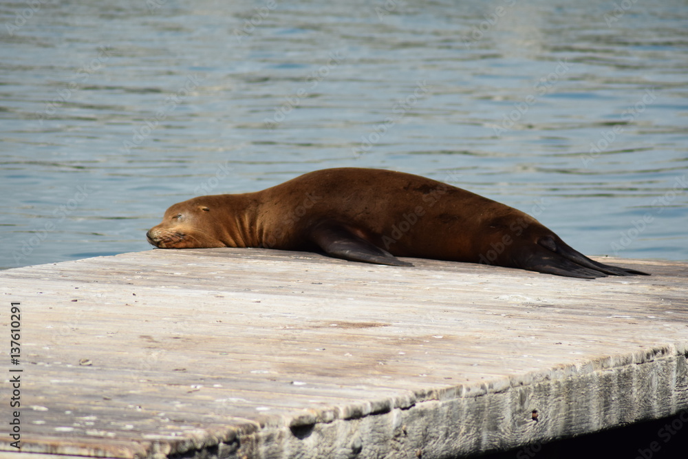 Naklejka premium Seelöwe