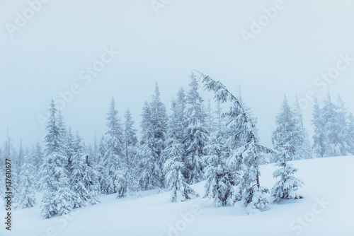 Dense fog in the mountains. Dramatic scene. Magical winter snow  © standret