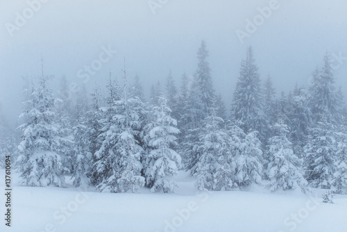 Dense fog in the mountains. Dramatic scene. Magical winter snow 
