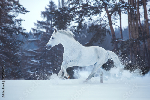 White horse runs on snow on dark forest background