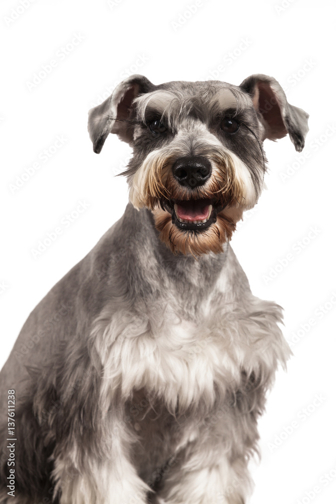 Schnauzer dog portrait