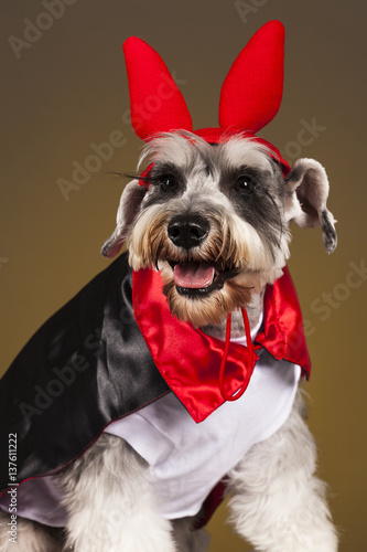 Schnauzer dog portrait © chperez33