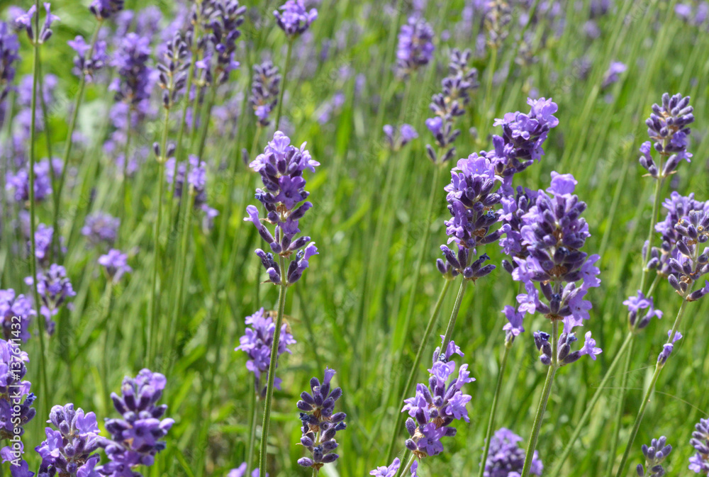 Naklejka premium Fiori di muscari viola in primavera