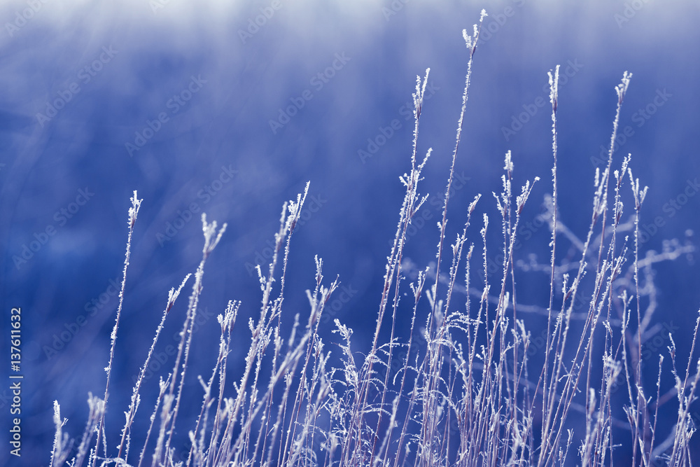 winter background , winter, nature , blue background with grass and twigs winter background , winter, nature , blue background with grass and twigs