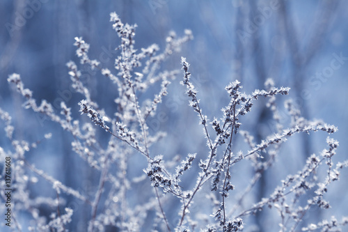 winter background , winter, nature , blue background with grass and twigs © demzp