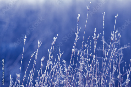 winter background , winter, nature , blue background with grass and twigs