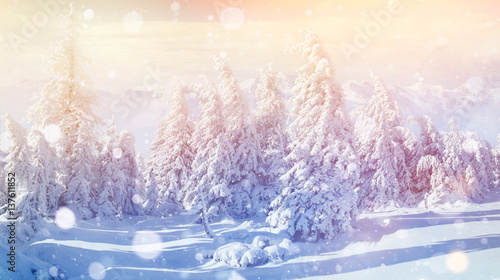 winter landscape trees and fence in hoarfrost  background with s