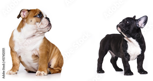 Puppy French and  English bulldog