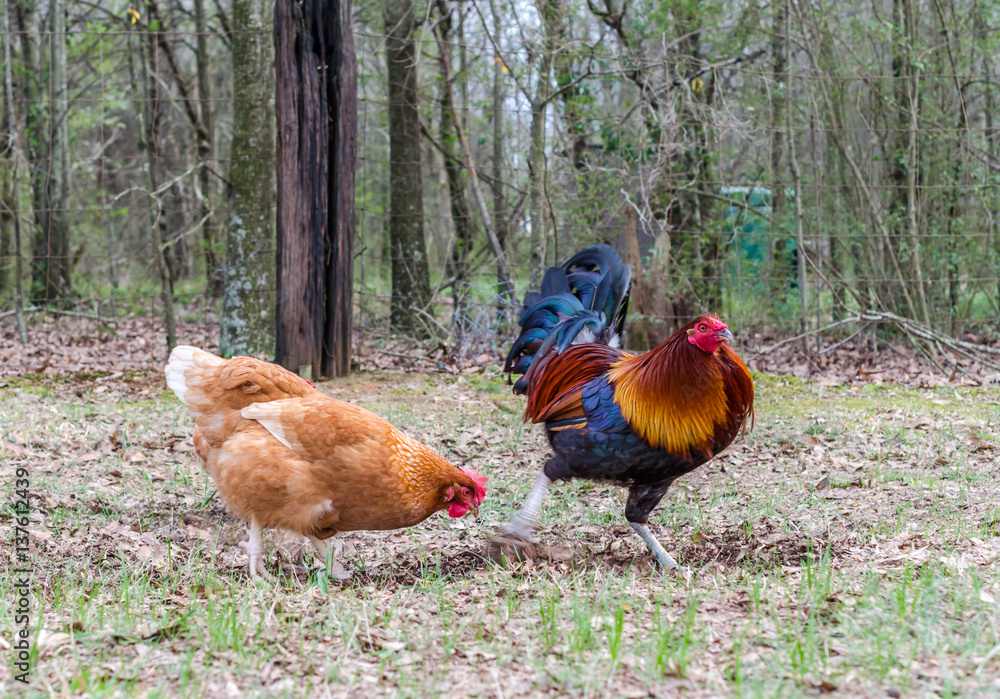 Fototapeta premium Rooster and hens foraging in the yard. Free range chickens enjoying hunting for grubs.