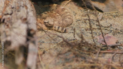Cerastes is a venomous viper species native to the deserts of Northern Africa and parts of the Middle East. Nature video. 4K, 3840*2160, high bit rate, UHD