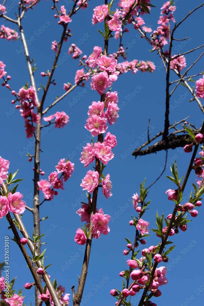 梅の花