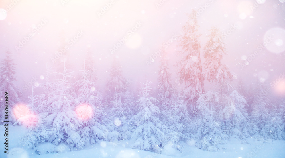 winter landscape trees in hoarfrost, background with some soft h winter landscape trees in hoarfrost, background with some soft h