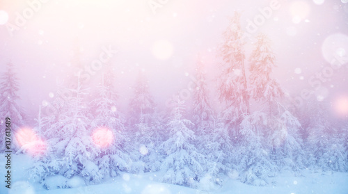 winter landscape trees in hoarfrost, background with some soft h © standret