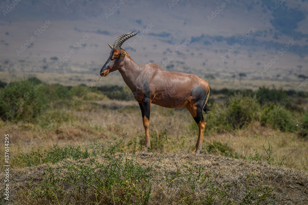 Topi (Damaliscus korrigum) antelope standing on a mound in Masai Mara, Kenya, East Africa Topi (Damaliscus korrigum) antelope standing on a mound in Masai Mara, Kenya, East Africa