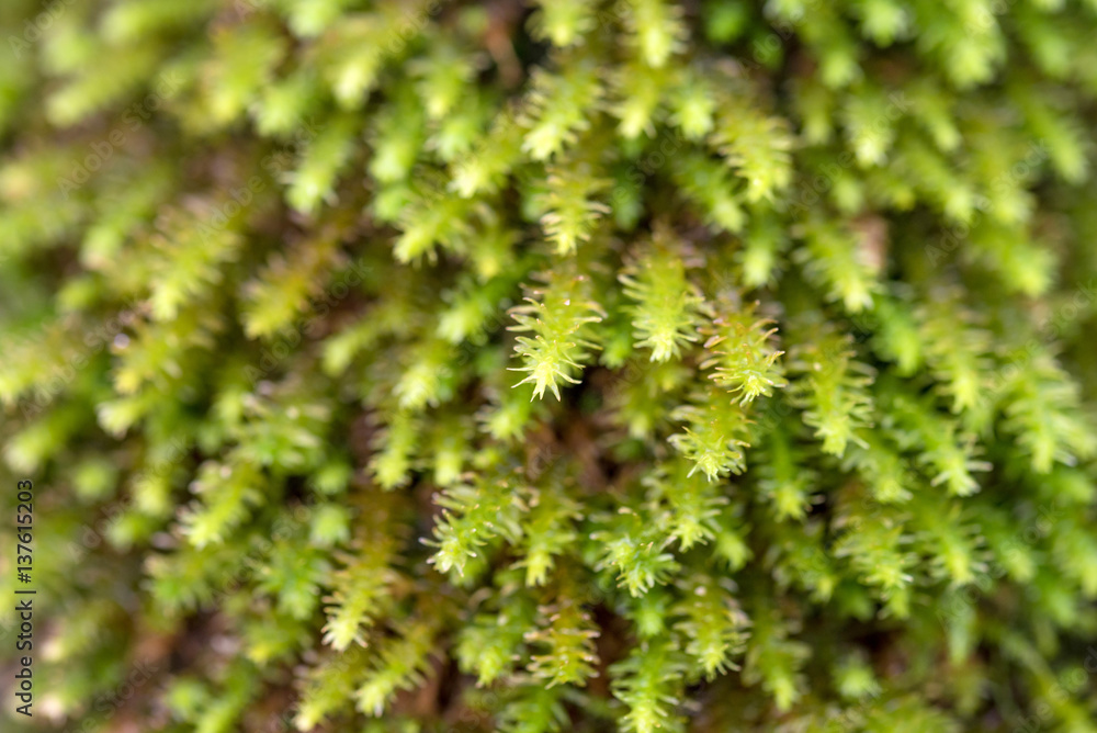 Close-up of beautiful moss