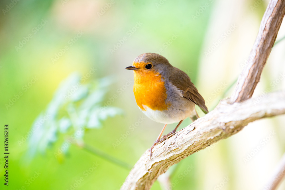 A little robin in the garden with green background. Redbreast. Rubecula Erithacus.