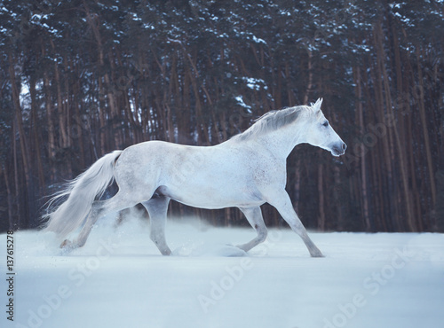 White horse runs on snow on dark forest background