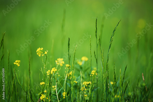 Fototapeta Naklejka Na Ścianę i Meble -  Green grass field with yellow meadow flowers suitable for backgrounds or wallpapers, natural seasonal landscape.