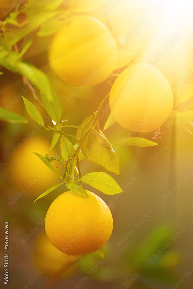 Orange garden with ripening orange fruits on the trees with green leaves and sun shining, natural and food background