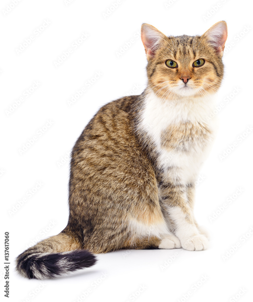 Kitten on white background.